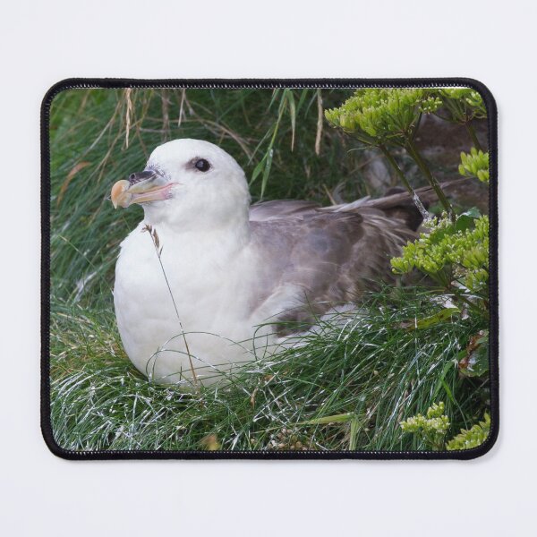 Item preview, Fulmar designed and sold by LaurenTucker.