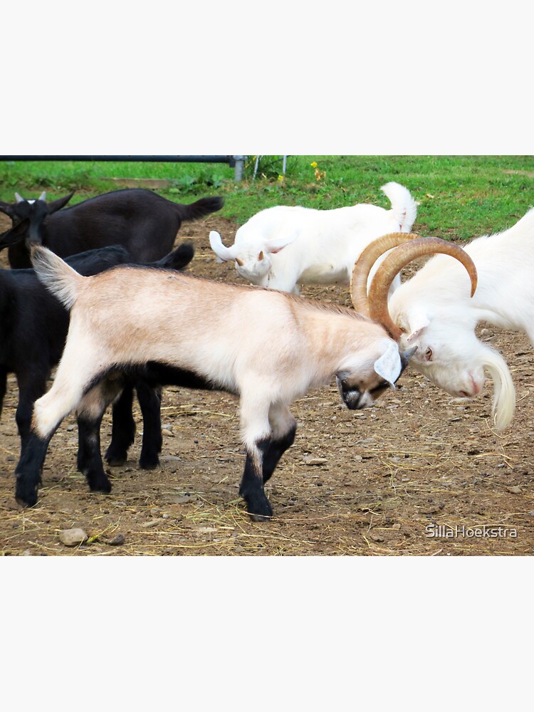 "Goats Head Butting on the Farm in Maine" Sticker for Sale by