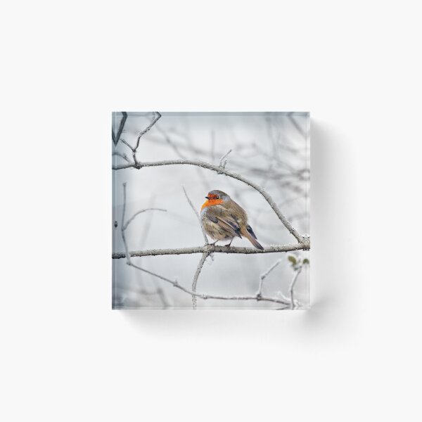Item preview, Robin On Frosty Branch designed and sold by Graham Prentice.