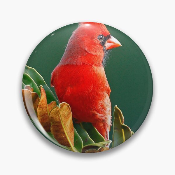 Item preview, Male Cardinal  designed and sold by Anthony Goldman.