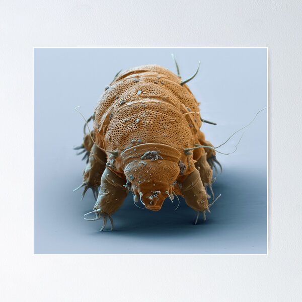 Item preview, Water Bear or Tardigrade designed and sold by ScienceSource.