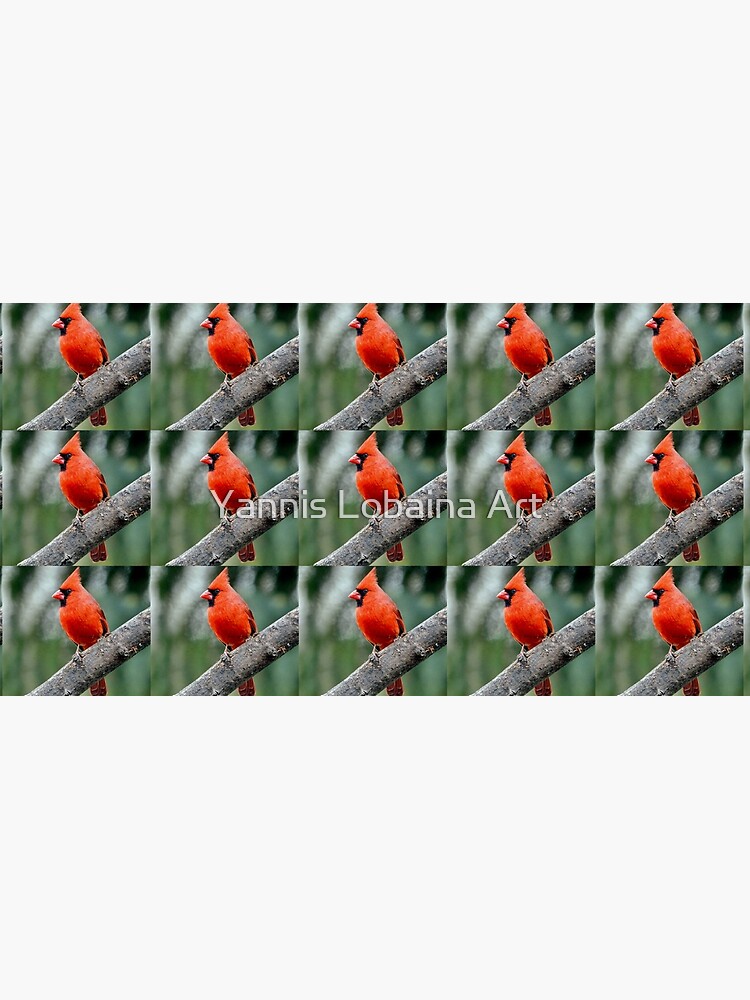 Colourful Northern Cardinal bird By Yannis Lobaina by lobaina1979