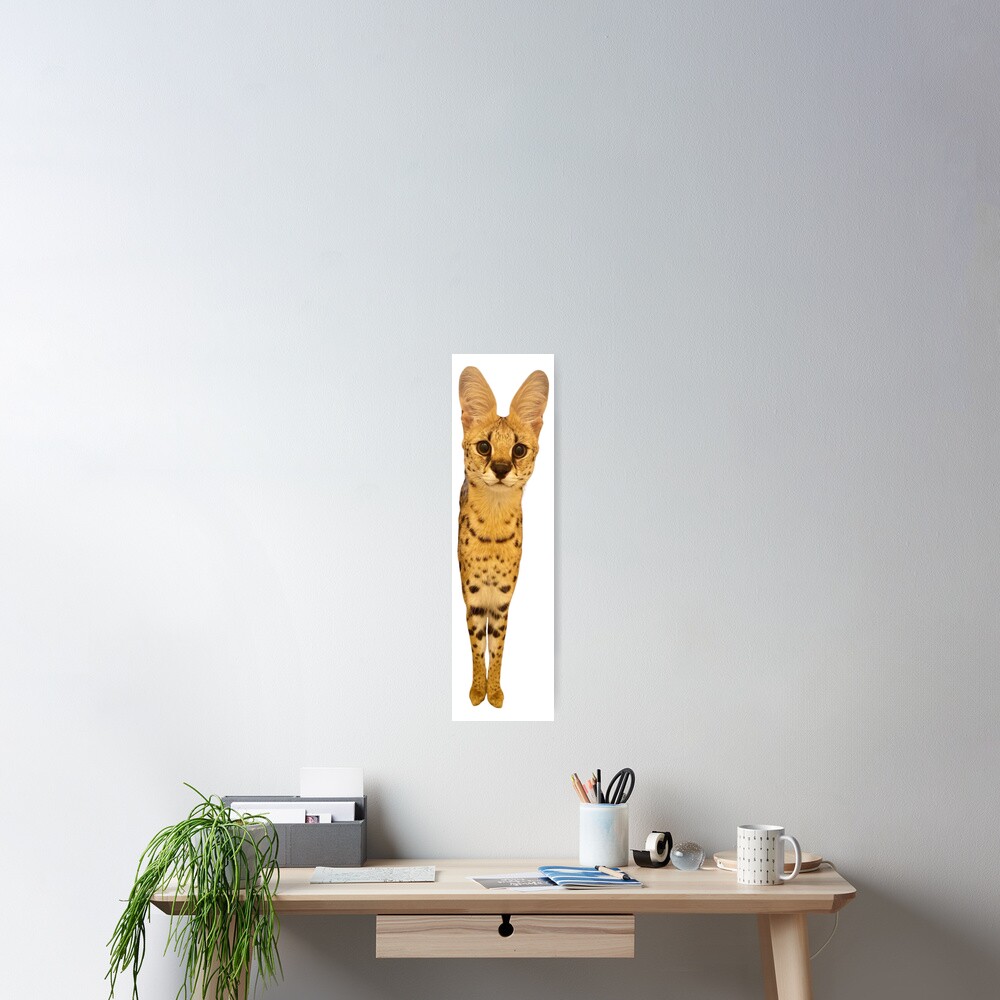"Funny Sogga Cat Meme" Poster by fomodesigns | Redbubble