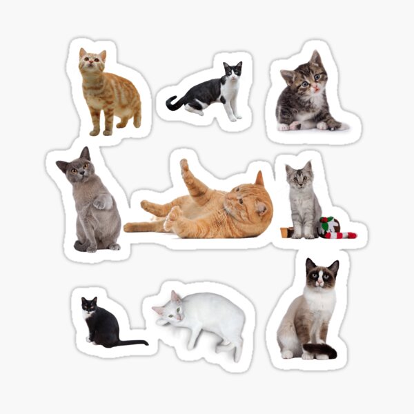 Chat Mignon Stickers Redbubble