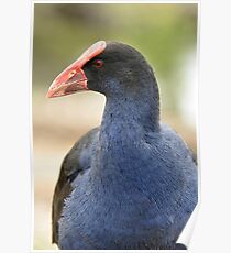 Waterfowl Poster