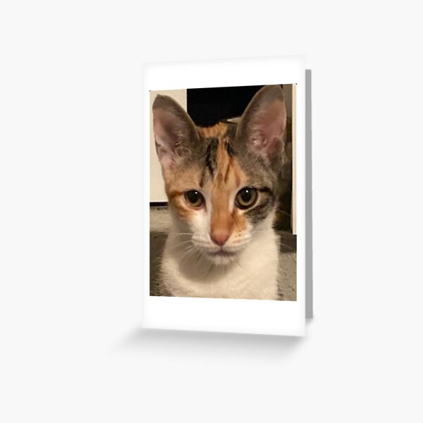 Stevie Greeting Card