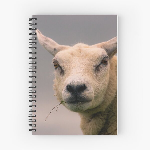 Item preview, Texel sheep portrait designed and sold by koalas1414.
