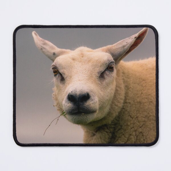 Item preview, Texel sheep portrait designed and sold by koalas1414.