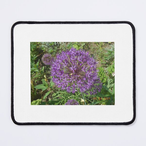 Item preview, Allium Flowers designed and sold by SamiC06.