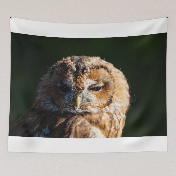 Item preview, Tawny Owl, Strix aluco designed and sold by Graham Prentice.