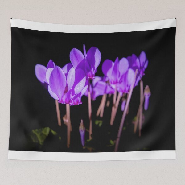 Item preview, Cyclamen hederifolium flowering designed and sold by Graham Prentice.