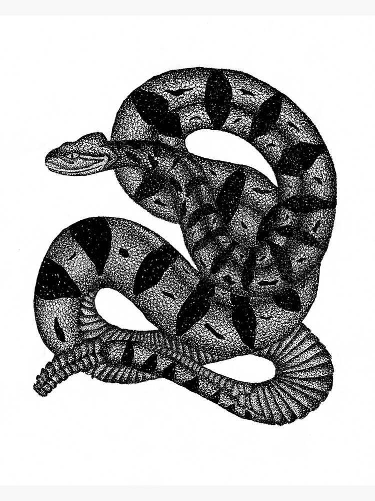 "Timber Rattlesnake" Poster for Sale by kkarlee227 Redbubble