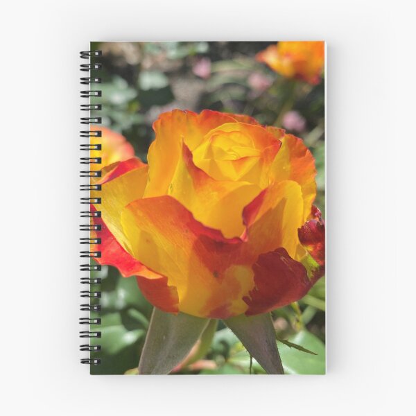 Item preview, Yellow with Red Tip Rose  designed and sold by Amanda JK.