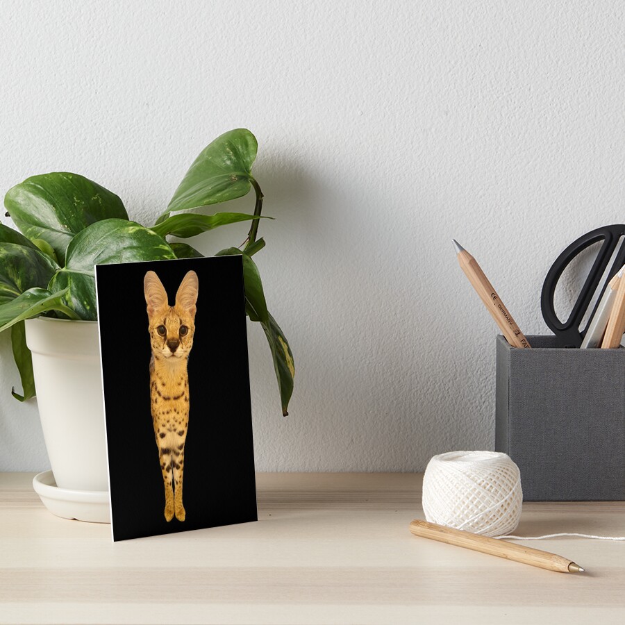 "Rapper Sogga Cat Meme" Art Board Print for Sale by fomodesigns | Redbubble