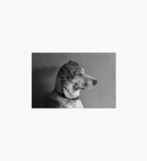Model Dog Art Board