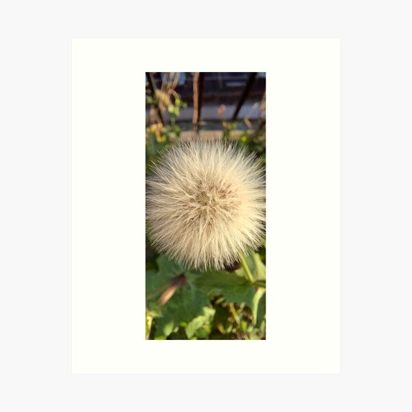 Flying ball, Common Dandelion, Plant Art Print