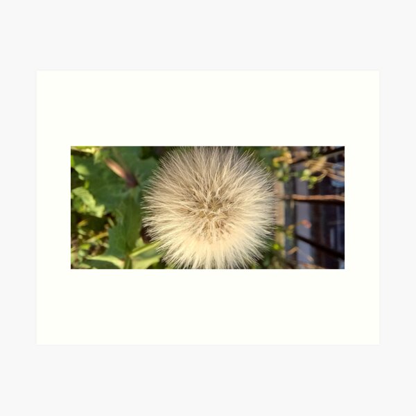 Flying ball, Common Dandelion, Plant Art Print