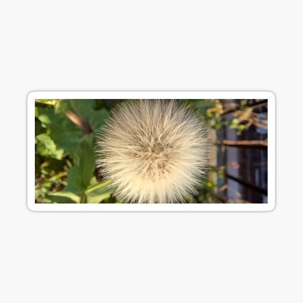 Flying ball, Common Dandelion, Plant Sticker