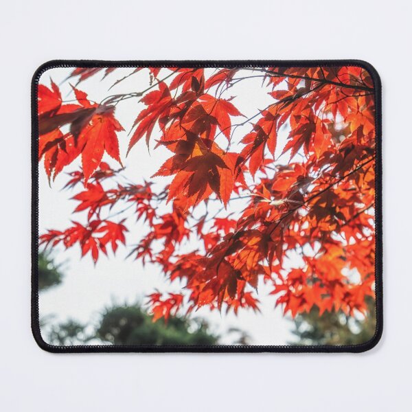 Item preview, Red maple tree foliage designed and sold by aaronchoi.