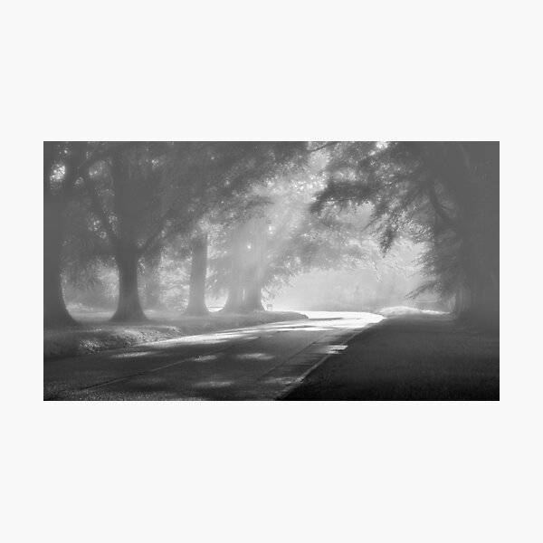 Misty Morning At Beech Avenue Photographic Print