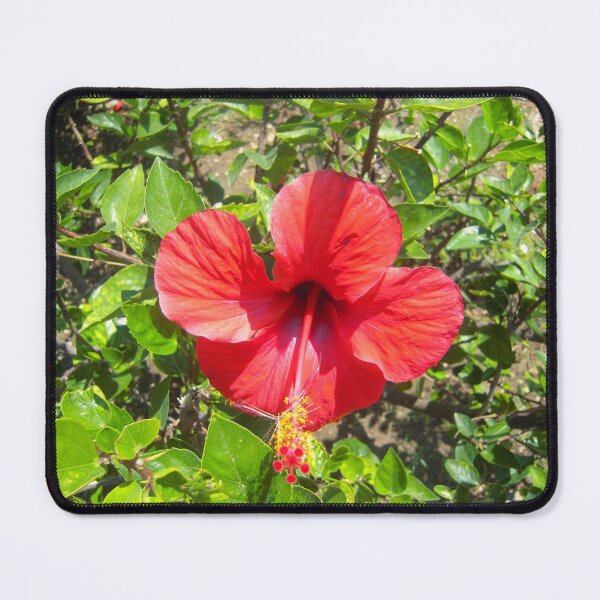 Item preview, Hibiscus designed and sold by daisyandlime.