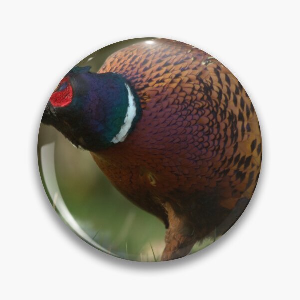 Item preview, Pheasant designed and sold by Macrae images.