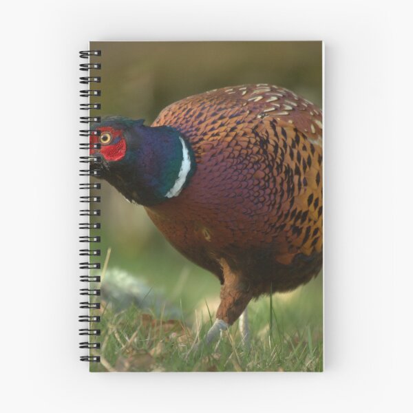 Item preview, Pheasant designed and sold by Macrae images.