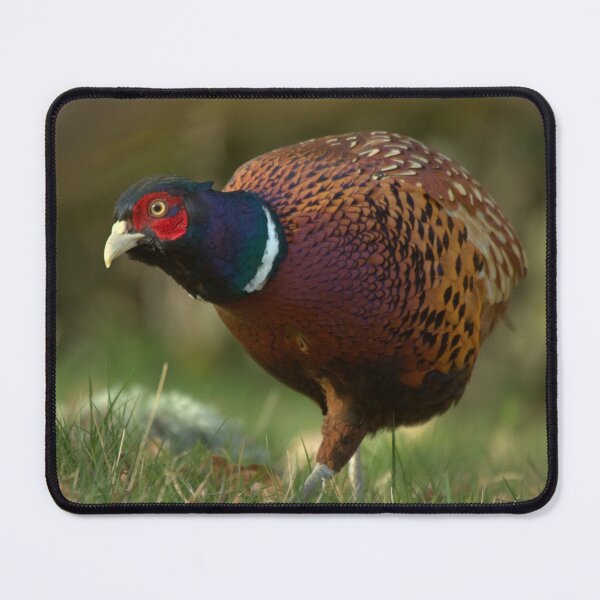 Item preview, Pheasant designed and sold by Macrae images.