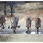 «Cuatro Boks bebiendo» de Soosie Jobson