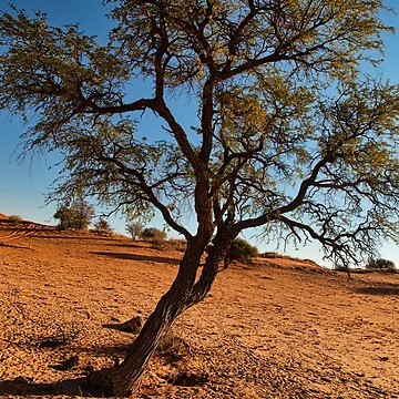 Artwork thumbnail, Tree by FotoArt-Roth