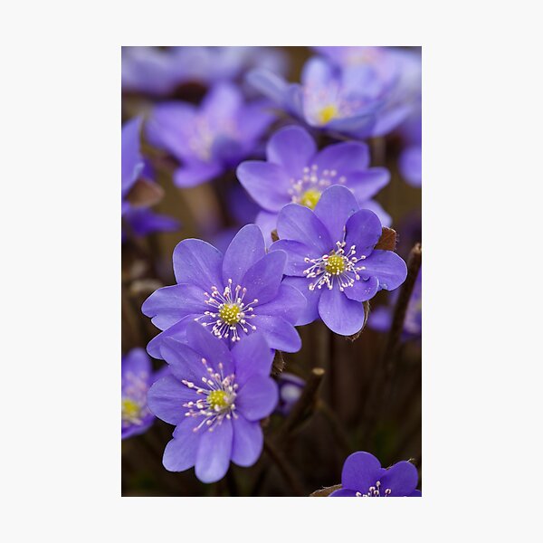 Anemone Hepatica Flower Macro Photography Photographic Print