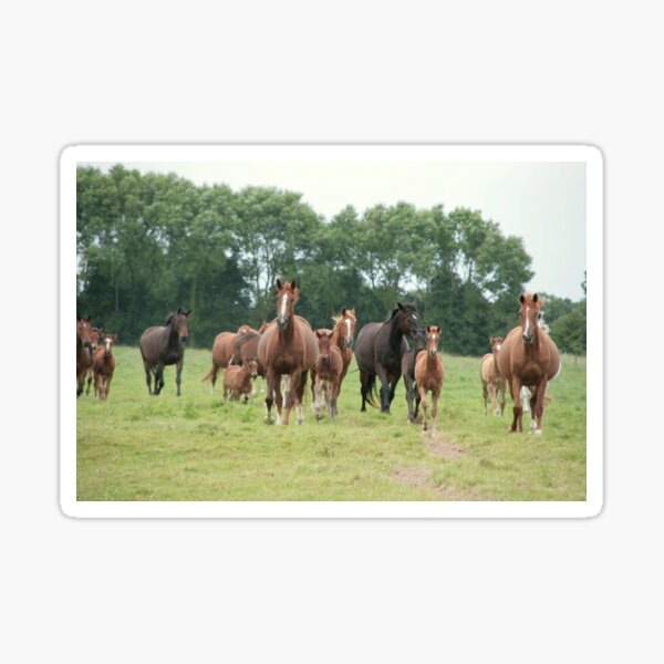 Mares and foals, Normandy Sticker