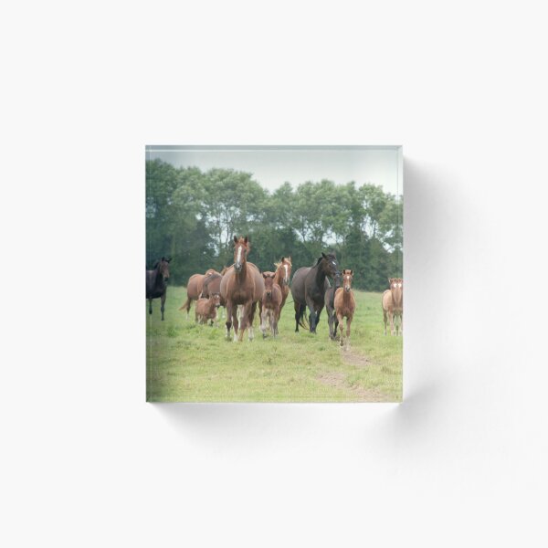 Item preview, Mares and foals, Normandy designed and sold by Denzil.
