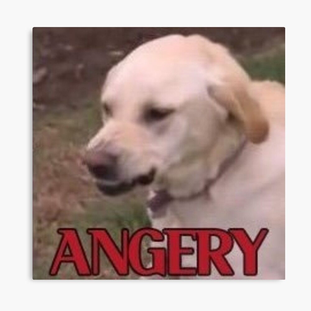 ANGERY DOGGO Photographic Print for Sale by wilu | Redbubble