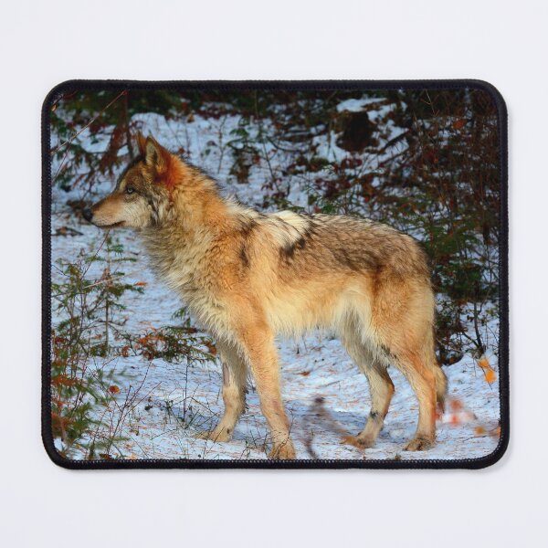 Item preview, Arctic wolf photo with high resolution quality designed and sold by Allyouneed-2.
