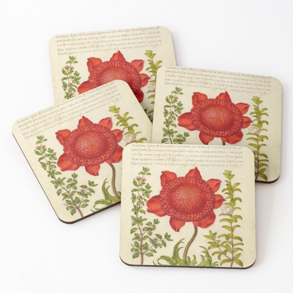 Item preview, Naturalist Manuscript: Plants, Flowers, and Calligraphy Illumination - Basil Thyme, Poppy Anemone, and Myrtle by Joris Hoefnagel designed and sold by Naturalist Prints.