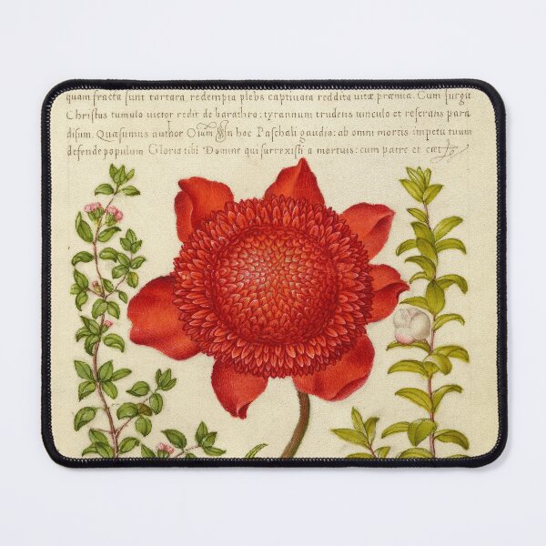 Item preview, Naturalist Manuscript: Plants, Flowers, and Calligraphy Illumination - Basil Thyme, Poppy Anemone, and Myrtle by Joris Hoefnagel designed and sold by Naturalist Prints.