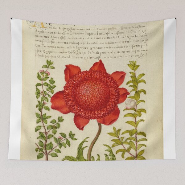 Item preview, Naturalist Manuscript: Plants, Flowers, and Calligraphy Illumination - Basil Thyme, Poppy Anemone, and Myrtle by Joris Hoefnagel designed and sold by Naturalist Prints.