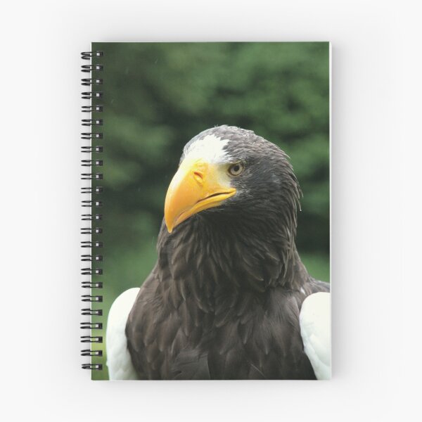 Item preview, Bald eagle, Warwick Castle designed and sold by Denzil.