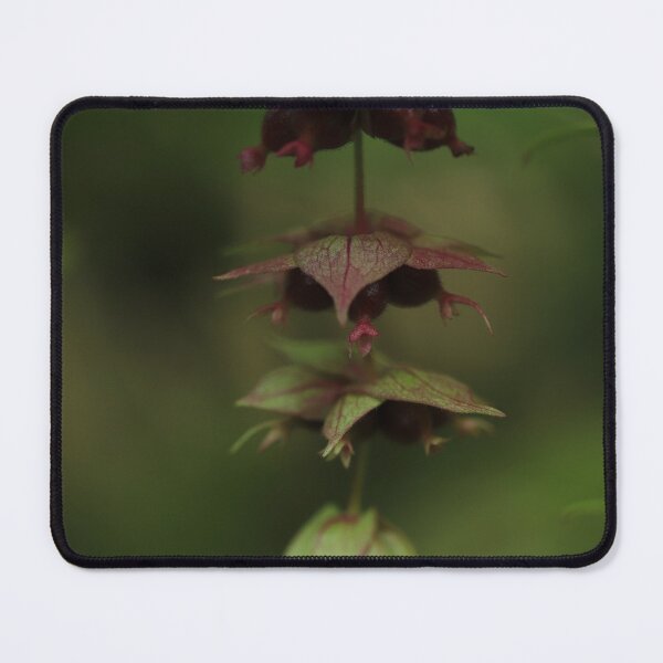 Item preview, Pheasant berry in low key designed and sold by cuprum.