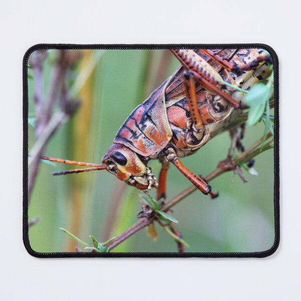 Item preview, Eastern Lubber Grasshopper designed and sold by cuprum.