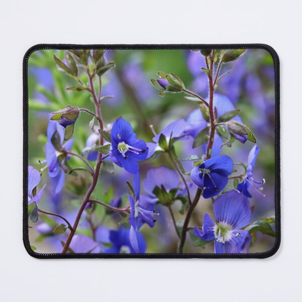 Item preview, Creeping Speedwell designed and sold by cuprum.