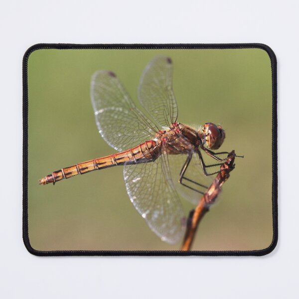 Item preview, Vagrant Darter designed and sold by cuprum.