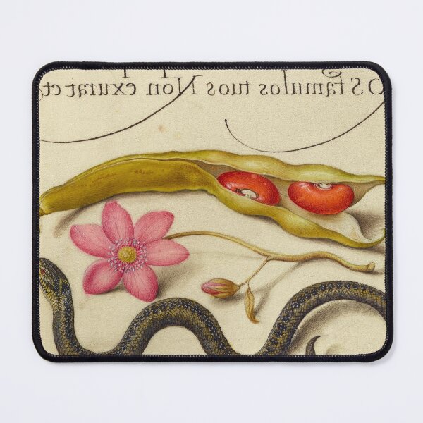 Item preview, Naturalist Manuscript: Flowers, Animal, Vegetables and Calligraphy Illumination - Kidney Bean, Poppy Anemone, and Adder by Joris Hoefnagel designed and sold by Naturalist Prints.