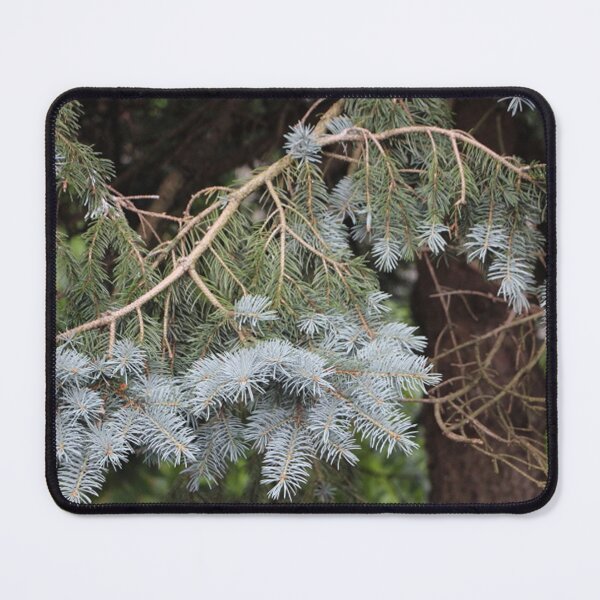 Item preview, Curvy Branch of a Colorado Blue Spruce Tree designed and sold by JariHawk.