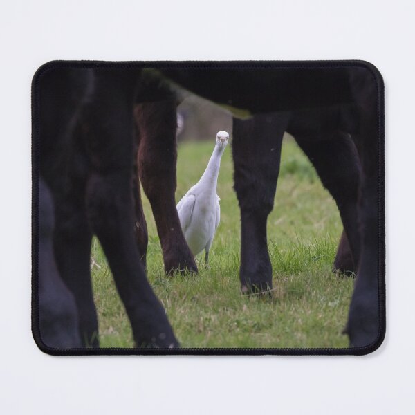 Item preview, Cattle Egret designed and sold by LaurenTucker.