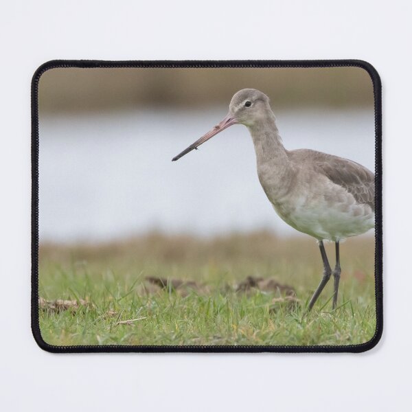 Item preview, Black Tailed Godwit designed and sold by LaurenTucker.