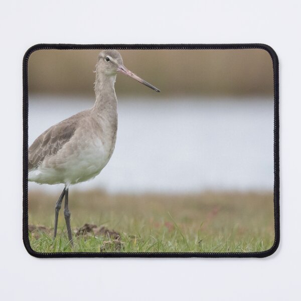 Item preview, Black Tailed Godwit designed and sold by LaurenTucker.