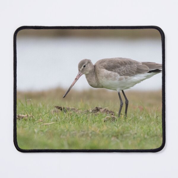 Item preview, Black Tailed Godwit designed and sold by LaurenTucker.