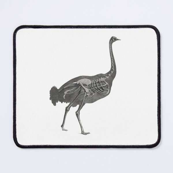 Item preview, ostrich skeleton designed and sold by oldbagofbones.